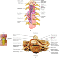 Figure c22/f009