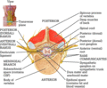 Figure c22/f010